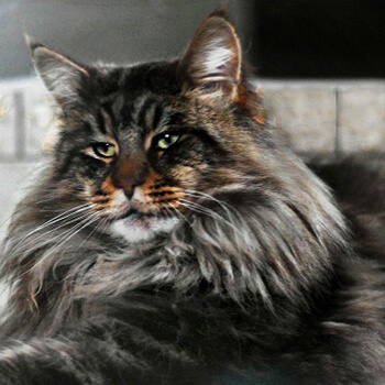 ECH Iris Cool's Anubis (Brown Classic Tabby)